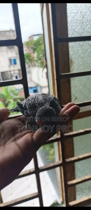 Healthy and Beautiful Budgerigar Baby Birds for Sale