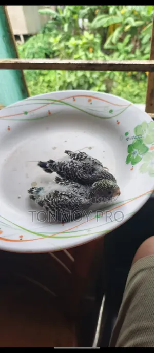 Healthy and Beautiful Budgerigar Baby Birds for Sale