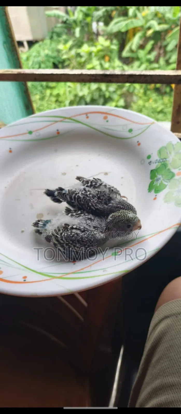 Healthy and Beautiful Budgerigar Baby Birds for Sale