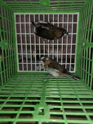 Bengali Finch