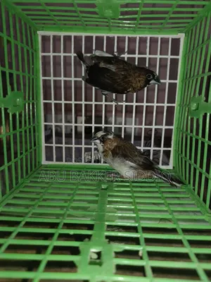 Bengali Finch