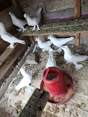 White Pigeon