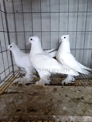 White Pigeon