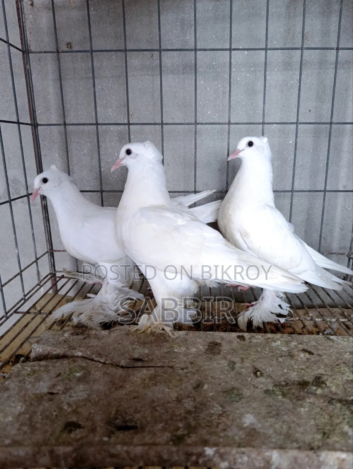White Pigeon