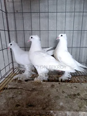 White Pigeon