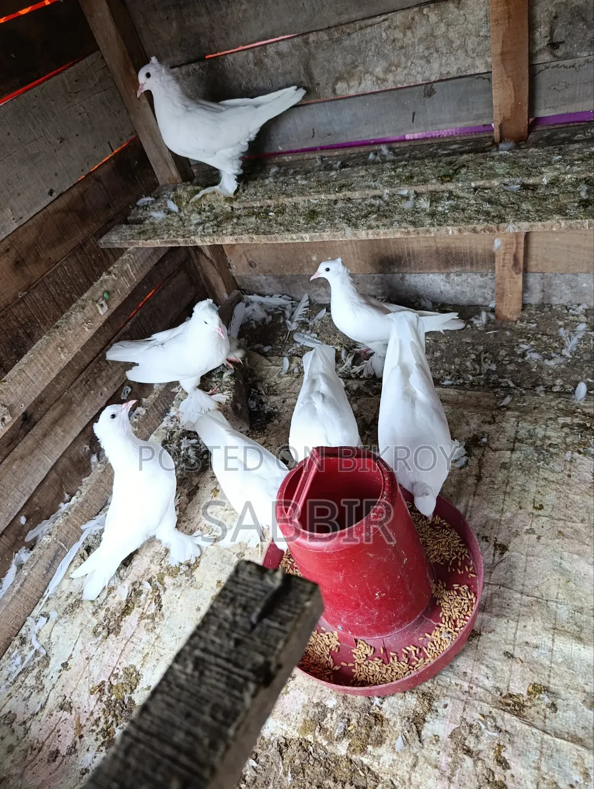 White Pigeon