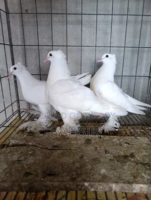 White Pigeon