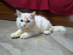 ৬-১২ মাস বয়সী মেল পিওরব্রেড পার্সিয়ান