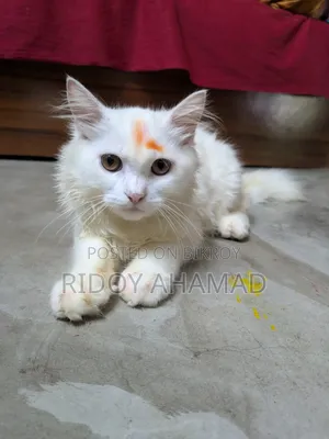 ৬-১২ মাস বয়সী মেল পিওরব্রেড পার্সিয়ান
