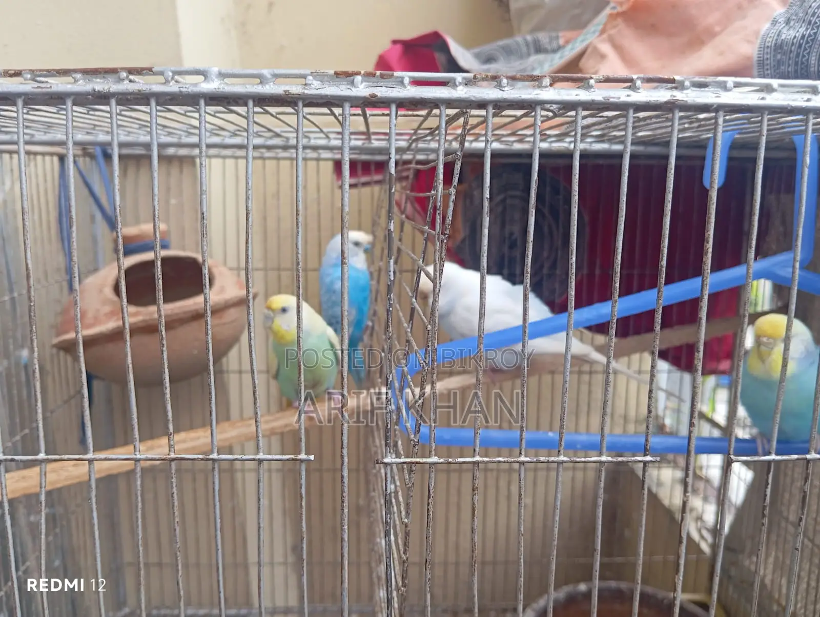 Budgerigar sell