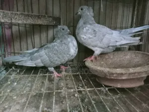 Khaki Chuithal Pigeon Pair