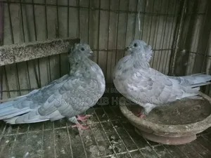 খাকি চুইঠাল কবুতর জোড়া