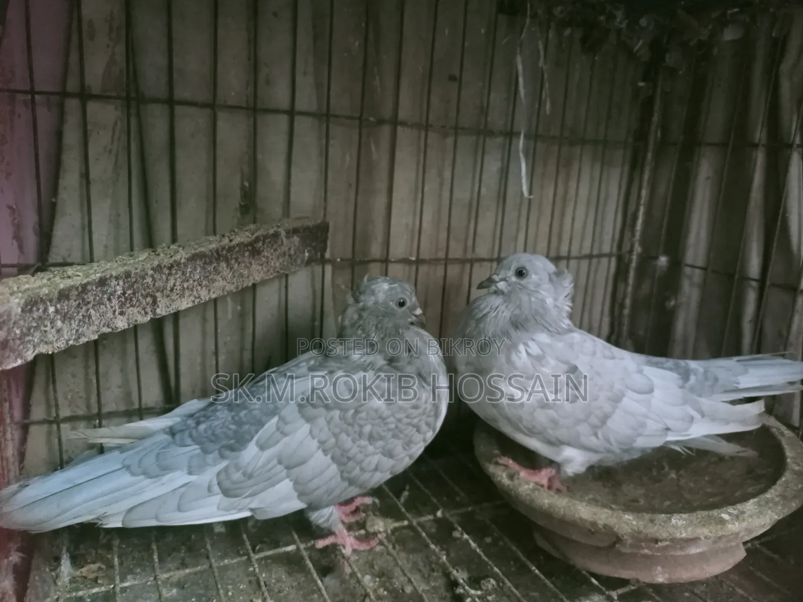 খাকি চুইঠাল কবুতর জোড়া