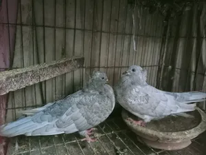 খাকি চুইঠাল কবুতর জোড়া