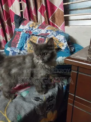 ৩-৬ মাসের নর বিশুদ্ধ পার্সিয়ান