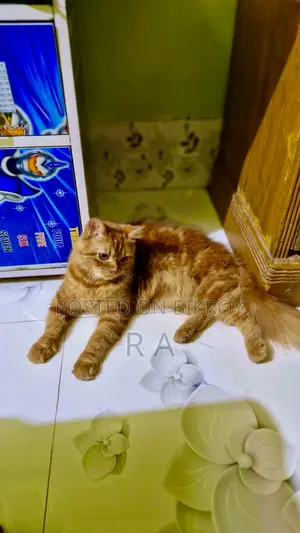 ৬-১২ মাসের ফিমেল পিউরব্রেড পার্সিয়ান বিড়াল