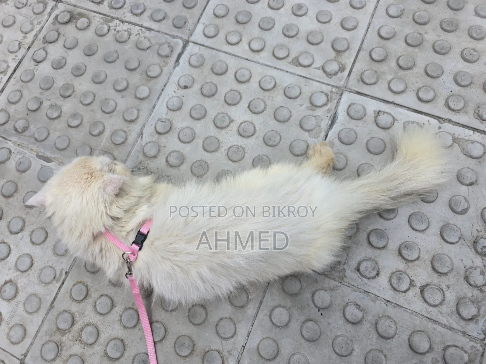 1+ year Female Purebred Persian