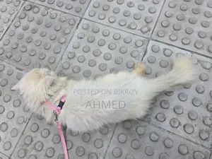 1+ year Female Purebred Persian