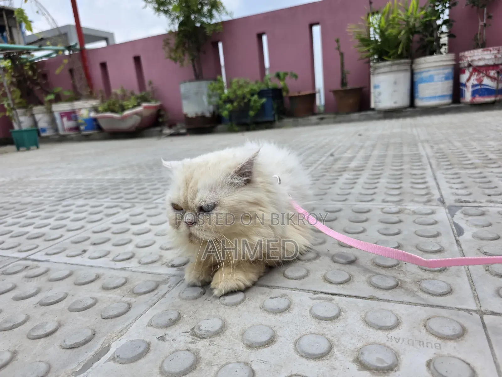 1+ year Female Purebred Persian