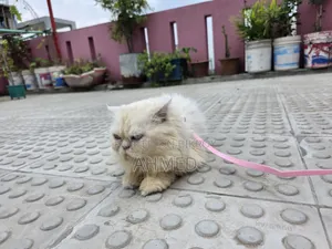 1+ year Female Purebred Persian