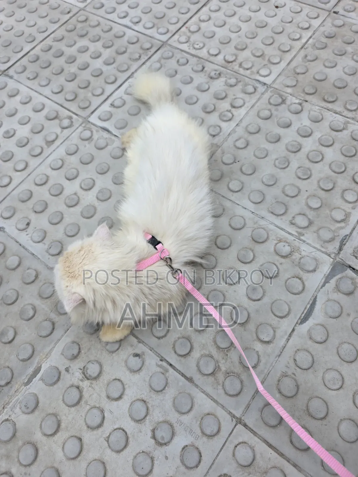 1+ year Female Purebred Persian