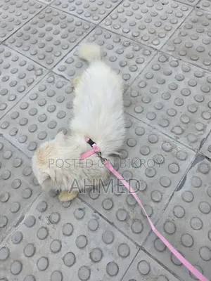1+ year Female Purebred Persian