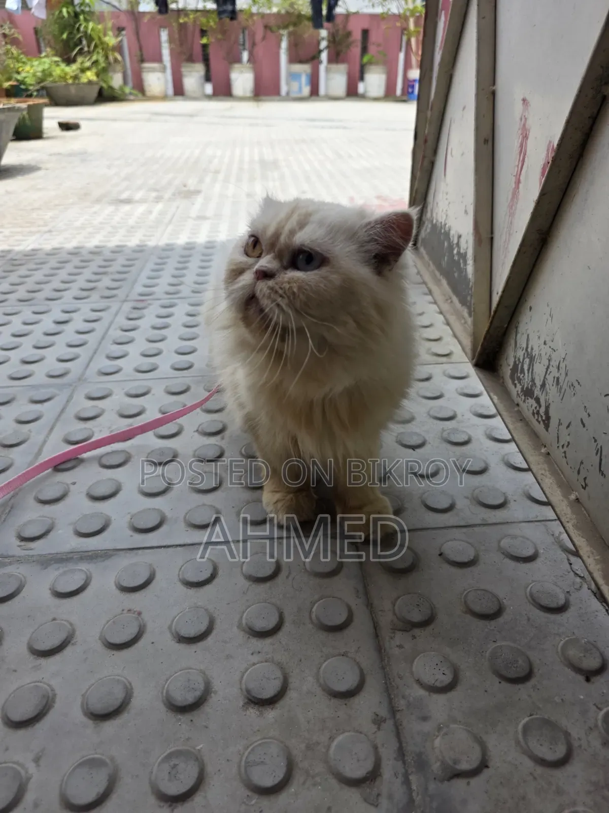 1+ year Female Purebred Persian