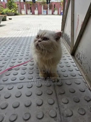 1+ year Female Purebred Persian