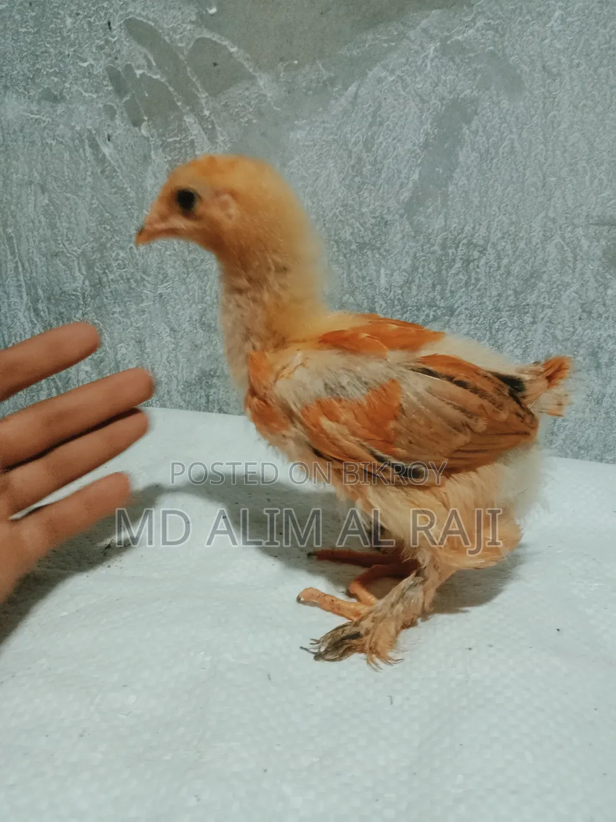 ব্রাহমা মুরগির বাচ্চা সেল হবে