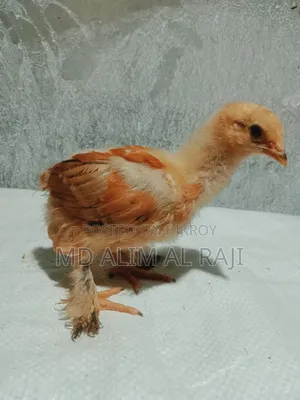ব্রাহমা মুরগির বাচ্চা সেল হবে