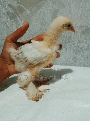 ব্রাহমা মুরগির বাচ্চা সেল হবে