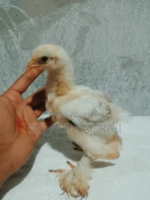 ব্রাহমা মুরগির বাচ্চা সেল হবে