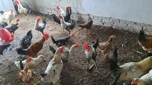 সুধু ফাওমি মোরগ/পুরুষ বিক্রি করা হবে।
