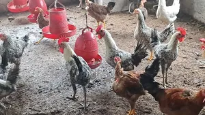 সুধু ফাওমি মোরগ/পুরুষ বিক্রি করা হবে।
