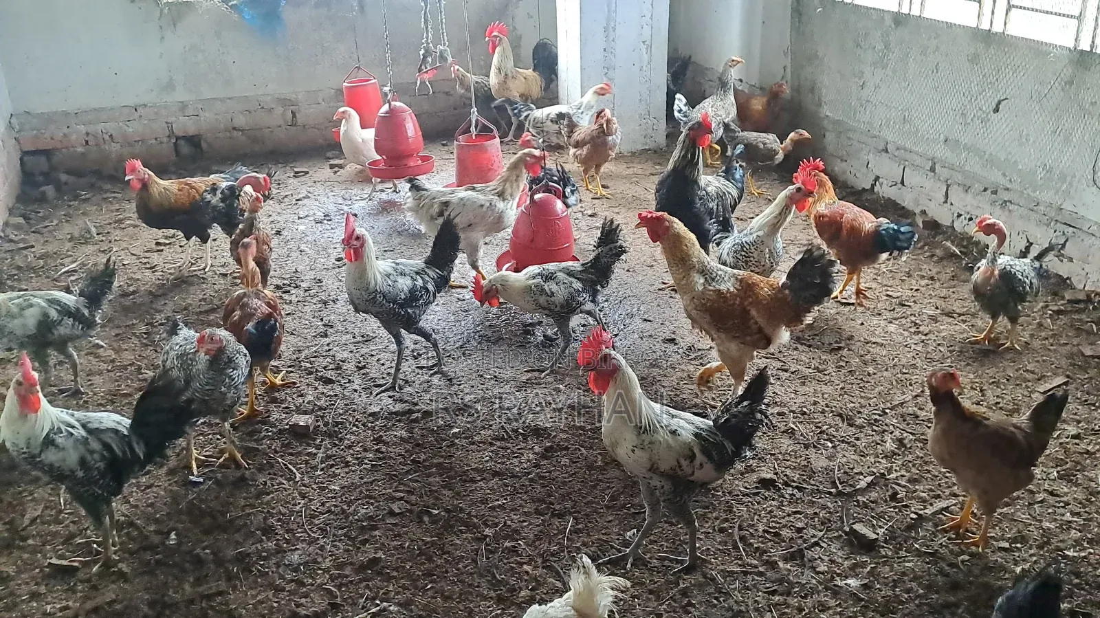 সুধু ফাওমি মোরগ/পুরুষ বিক্রি করা হবে।