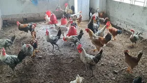 সুধু ফাওমি মোরগ/পুরুষ বিক্রি করা হবে।
