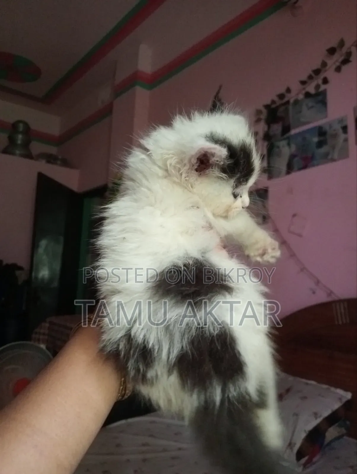 ০-১ মাস বয়সী স্ত্রী খাঁটি পার্সিয়ান