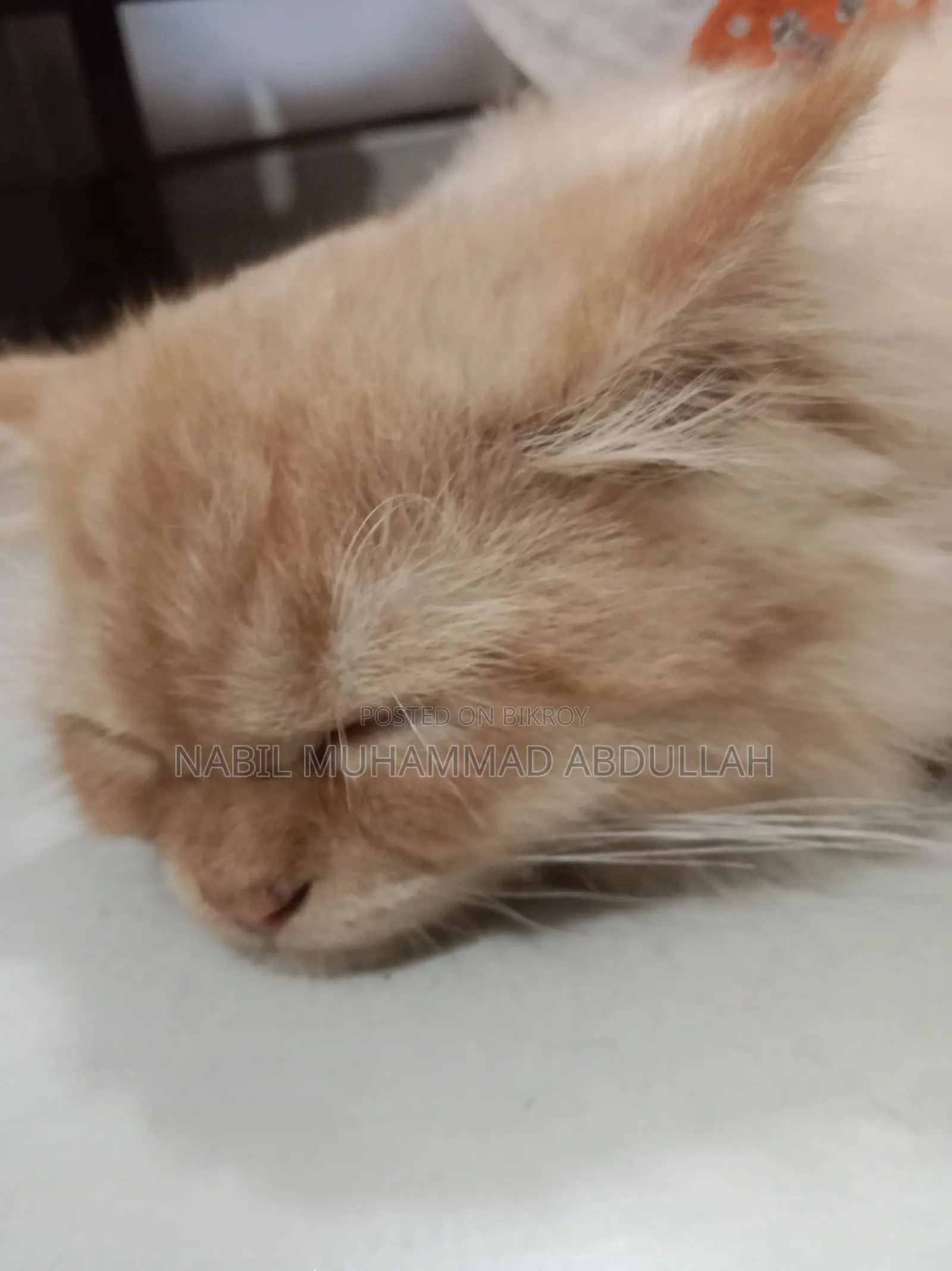 ১-৩ মাসের পুরুষ পিউরব্রেড পার্সিয়ান
