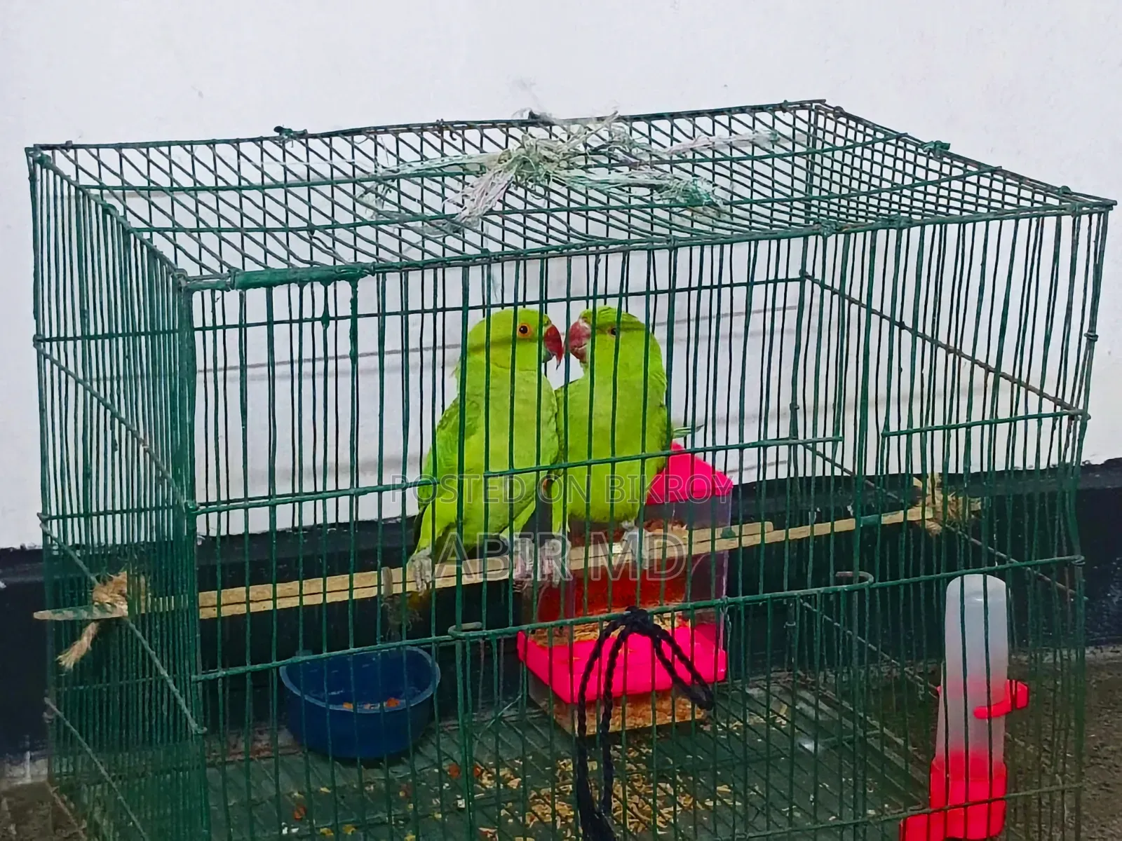 Ringneck Pet Parrot