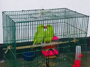 Ringneck Pet Parrot