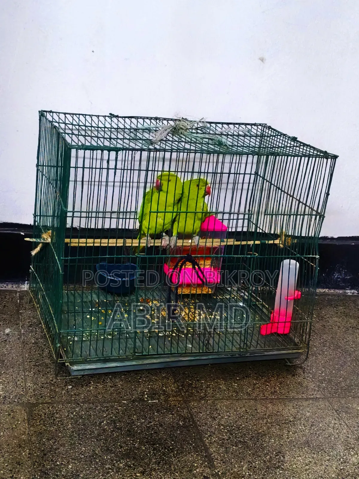 Ringneck Pet Parrot