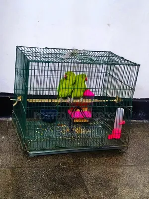 Ringneck Pet Parrot