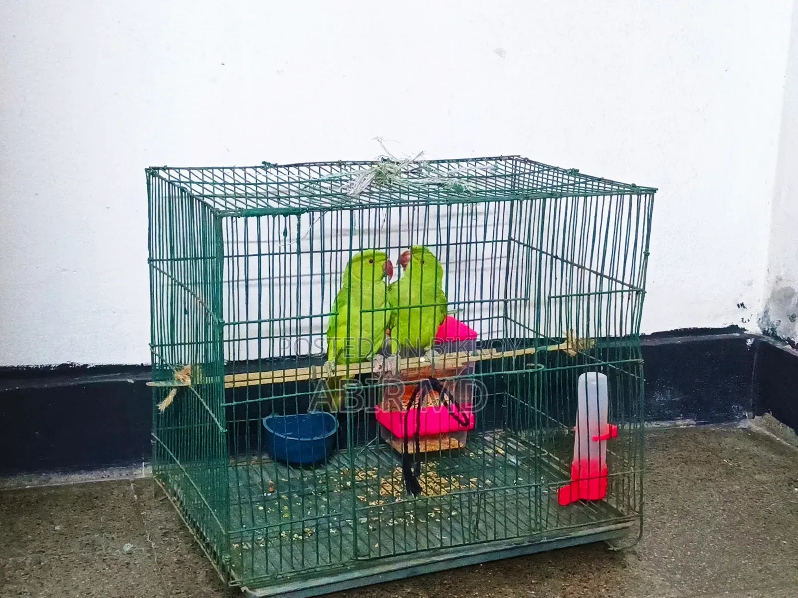 Ringneck Pet Parrot
