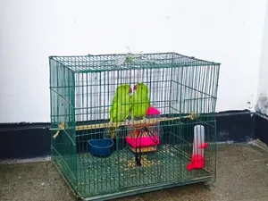 Ringneck Pet Parrot