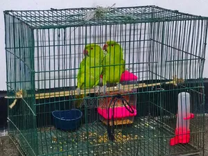 Ringneck Pet Parrot