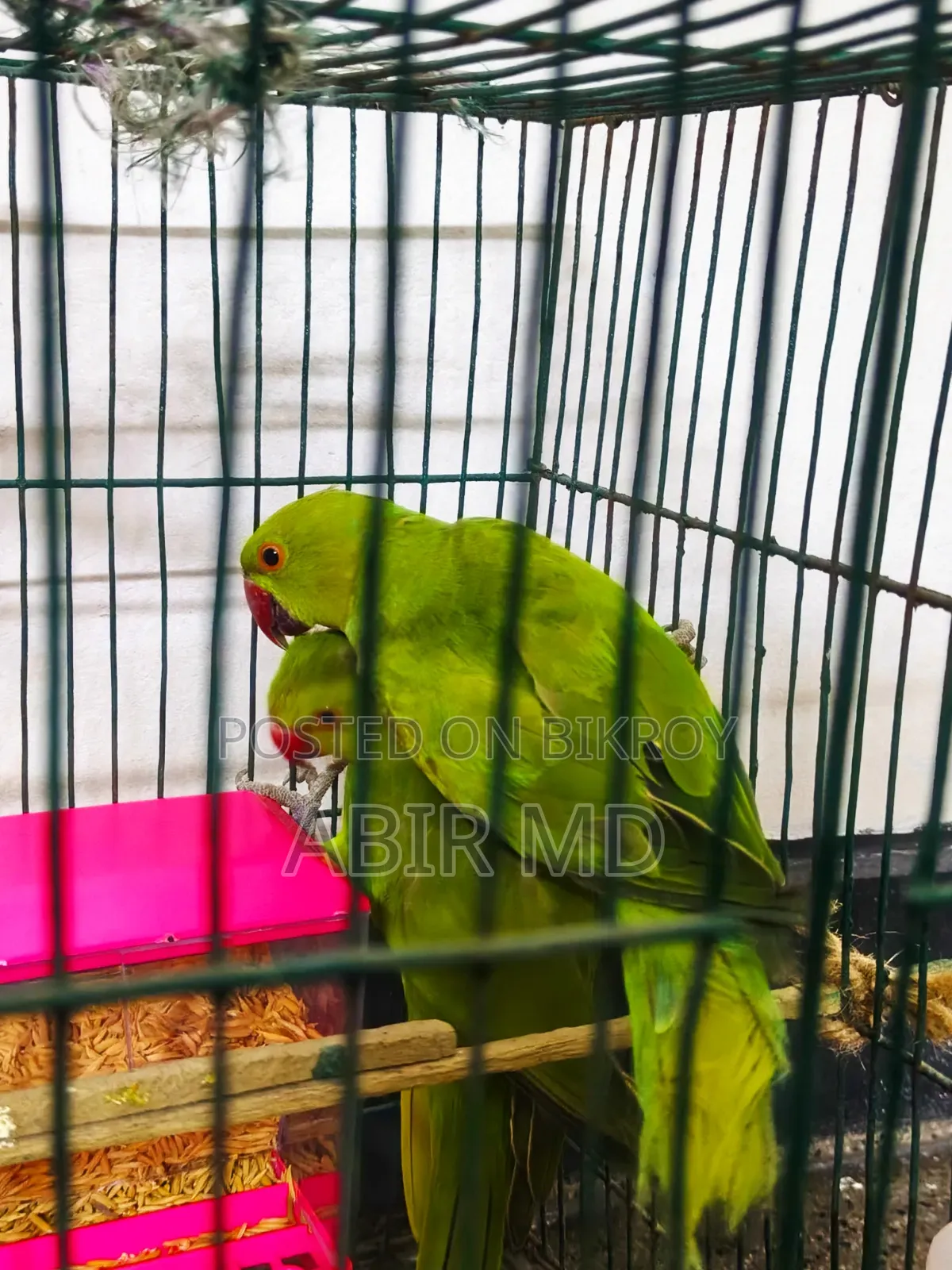 Ringneck Pet Parrot