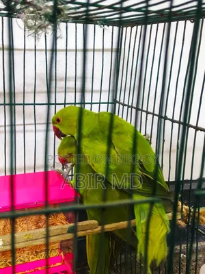 Ringneck Pet Parrot