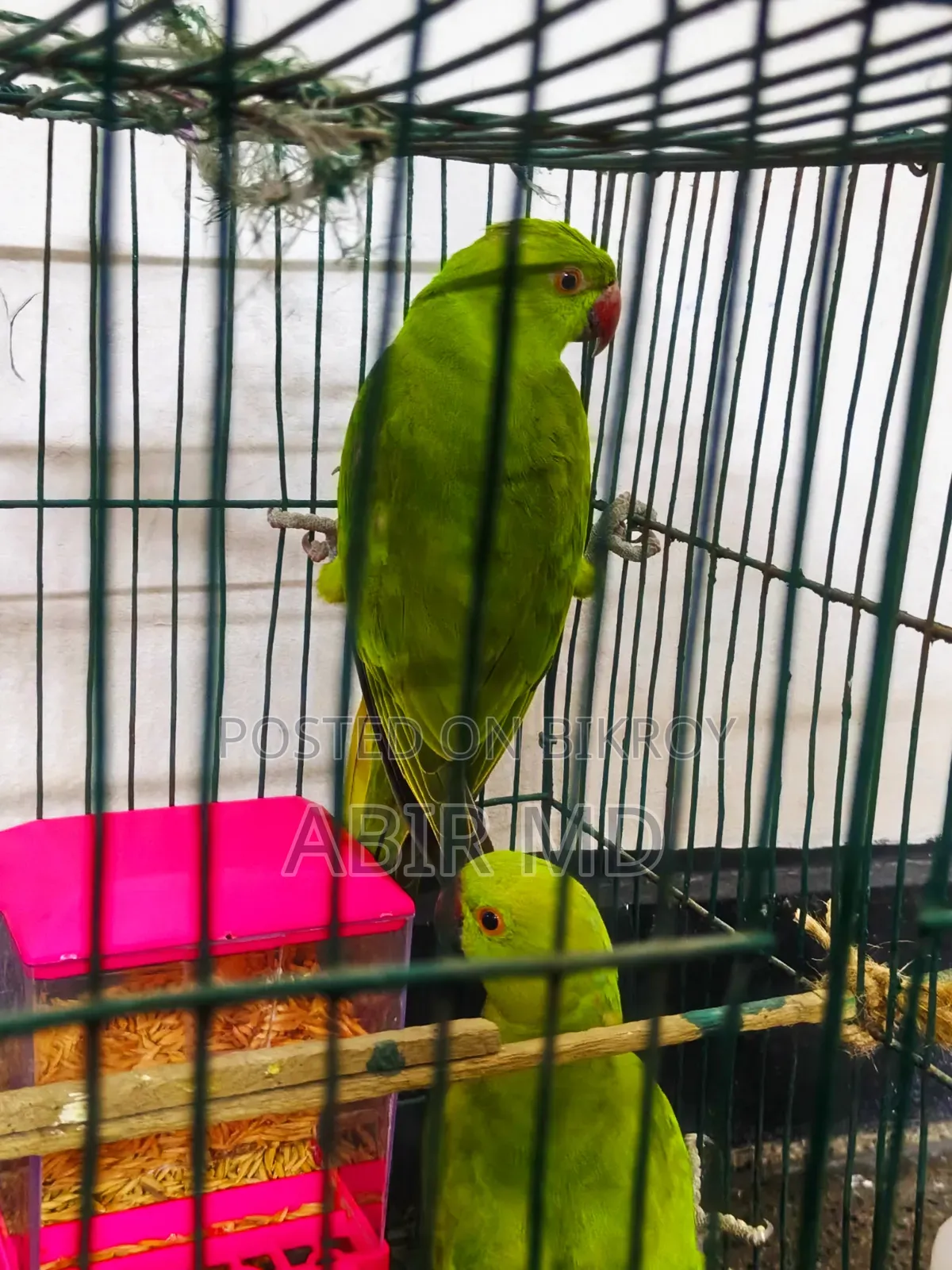 Ringneck Pet Parrot