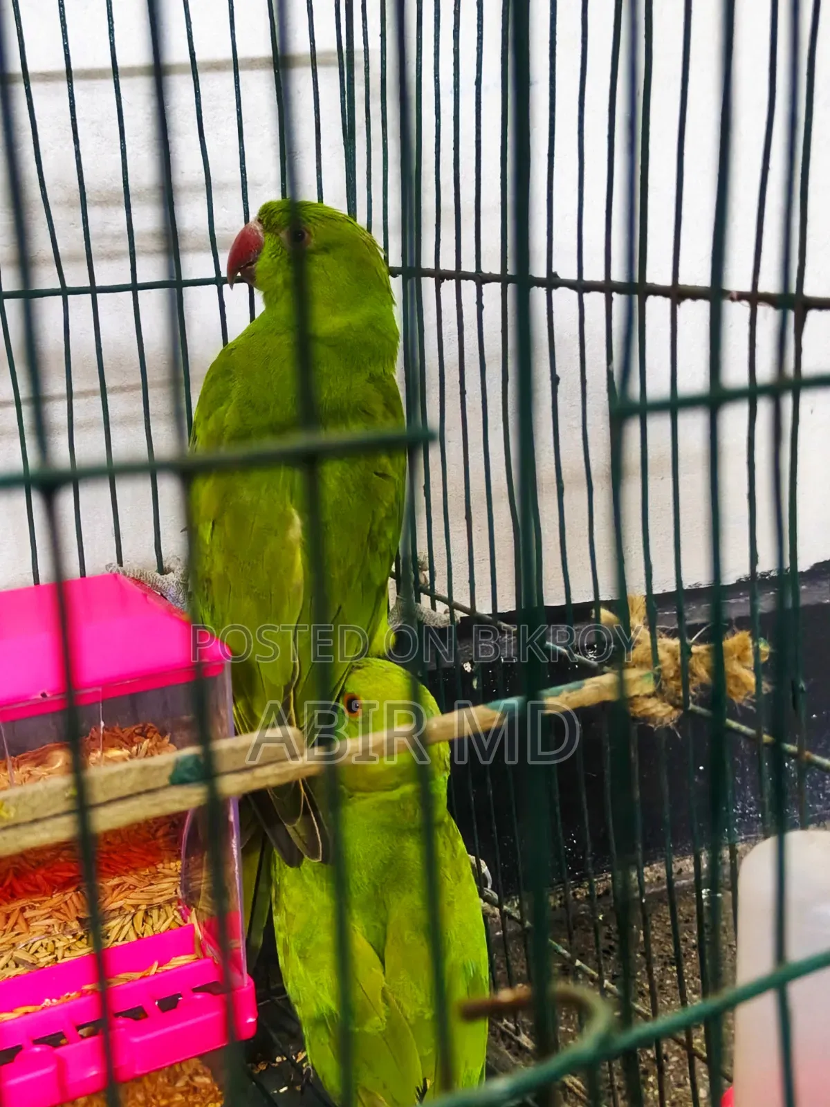 Ringneck Pet Parrot
