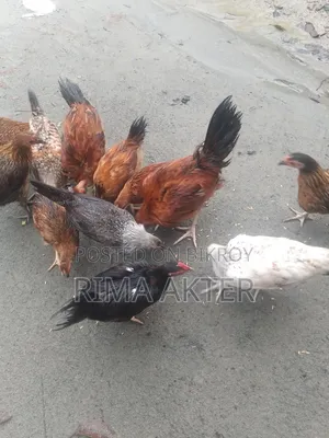 Chicken Sale